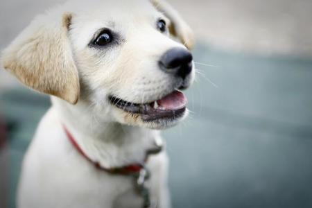 Perrito