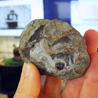 Esqueça tudo o que você aprendeu sobre evolução: a ciência acaba de descobrir um fóssil que sugere que mamíferos colocavam ovos 