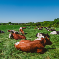 Red Eléctrica ha encontrado un aliado inesperado contra incendios y maleza: 800 cabezas de ganado en Asturias 