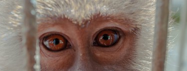 Entrena en casa sin material inspirándote en el movimiento de los animales: 13 ejercicios para fortalecer todo tu cuerpo