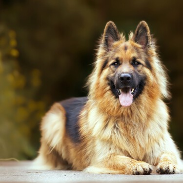 ¿Por qué el Pastor Alemán es el perro guardián por excelencia? La ciencia del instinto protector 