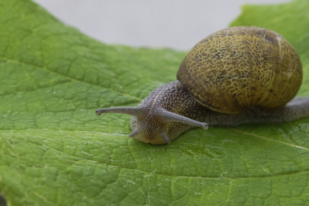Los trucos de la abuela para acabar con las plagas de caracoles y babosas en el jardín o la terraza: así puedes proteger tus plantas 