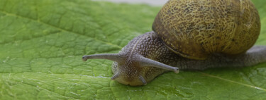 Los trucos de la abuela para acabar con las plagas de caracoles y babosas en el jardín o la terraza: así puedes proteger tus plantas 