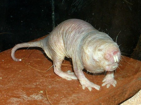 Esta rata es inmune al dolor y ahora sabemos la razón