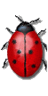Nueva versión de Coccinella