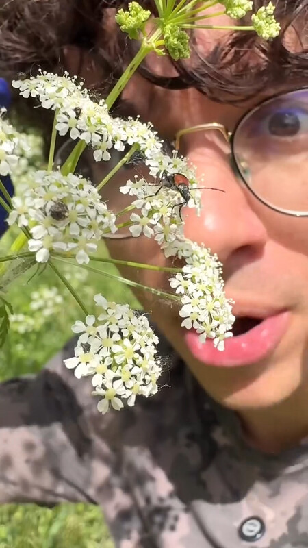 cicuta