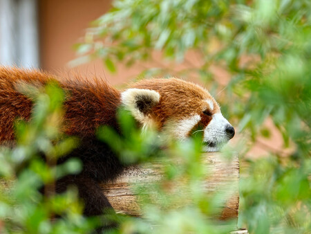 Oppo Find X9 Ultra 47