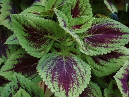 Copia De Plantilla 1200x900 62