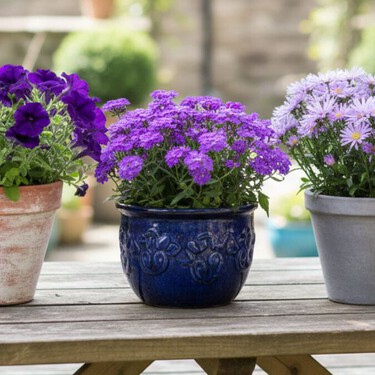 3 flores moradas de otoño que crecen en espacios pequeños sin exigir muchos cuidados, perfectas para tu departamento