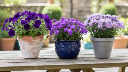 3 flores moradas de otoño que crecen en espacios pequeños sin exigir muchos cuidados, perfectas para tu departamento