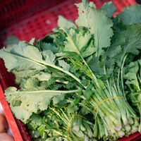 Solo se la comen los gallegos, pero es una verdura que le da mil vueltas a las espinacas y acelgas (y está en temporada) 