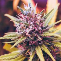 Cannabis na adolescência: estudo associa uso de jovens com dobro de risco de doenças mentais graves 