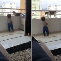 Un gato protector evita que un bebé se suba al balcón y el vídeo viral conmueve a todos  