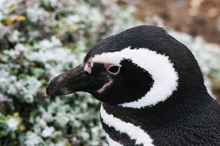 Faunia ¡pasa una noche con los pingüinos!