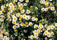 Las infusiones pueden ser peligrosas para los bebés (II)