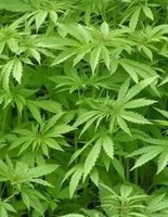 Habrá controles de saliva a los conductores para detectar drogas