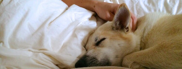 Creíamos que dormir con nuestro perro o gato era una idea reconfortante y saludable. La ciencia demuestra que destroza tu descanso