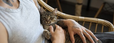 Por qué acariciamos constantemente a nuestros gatos: esto dice la psicología