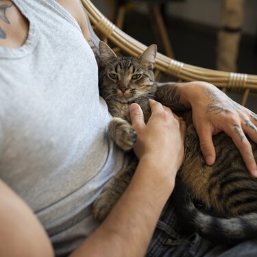 Los psicólogos coinciden: las personas que acarician siempre a los gatos tienen un efecto en los niveles de oxitocina y cortisol, la hormona del estrés  