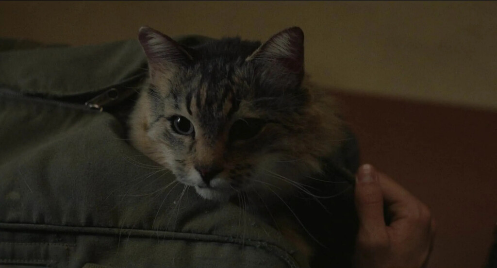 Ha regresado la Fiesta del Cine. Estas son 4 de las mejores películas en cartelera para tener una semana completa por poco dinero 