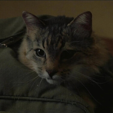 Bala Perdida 2025 Darren Aronofsky