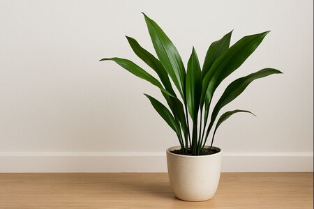 Aspidistra