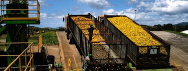 Tiraron 1.000 camiones de cáscaras de naranja sobre un terreno casi muerto. 16 años después tuvieron que abrirse paso a machetazos