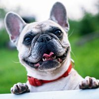 Paso a paso para conseguir uno de los 2.000 cupos gratuitos de esterilización para mascotas en Bogotá 