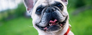 Paso a paso para conseguir uno de los 2.000 cupos gratuitos de esterilización para mascotas en Bogotá 