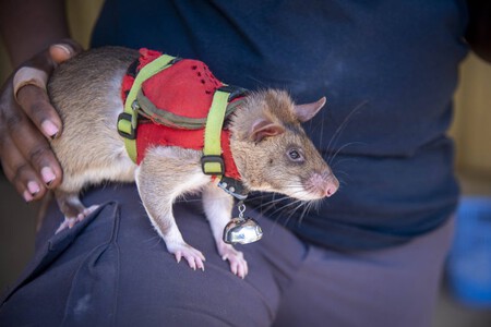 Giant Rat Furtive