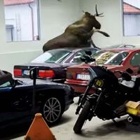 Un alce se mete en un taller de lujo en Suecia y provoca miles de euros en destrozos a varios BMW que estaban restaurando