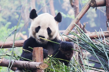 La dieta más voraz y restrictiva: la del Panda