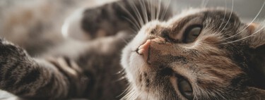 Víctor Algra, veterinario y divulgador: "Es aterrador el silencio que mis gatos dejan cuando faltan, aunque nunca hagan ruido" 