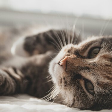 Víctor Algra, veterinario y divulgador: "Es aterrador el silencio que mis gatos dejan cuando faltan, aunque nunca hagan ruido" 