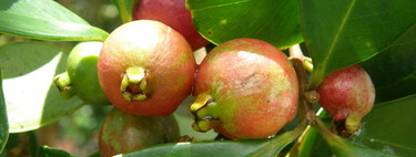 Plantada em 1825 como cultura alimentar, 200 anos depois tornou-se uma árvore invasora, combatida por drones e insetos 