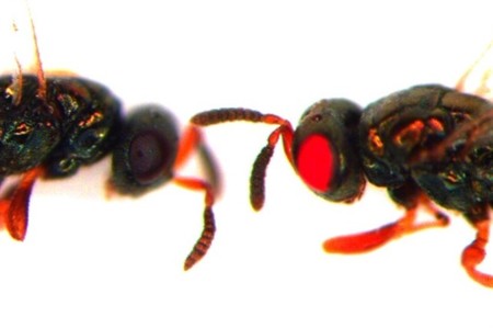 Unos científicos crean estas hormigas de ojos rojos gracias a CRISPR