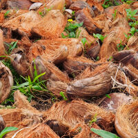 Se você tem coco em casa, tem um tesouro: você pode usá-lo para purificar a sua água 