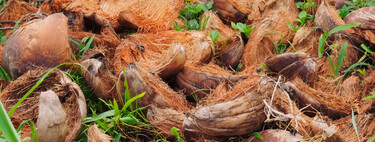 Se você tem coco em casa, tem um tesouro: você pode usá-lo para purificar a sua água 