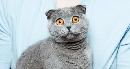 La arena para gatos más vendida de Amazon tiene envío gratuito y hoy es un 30% más barata con este cupón