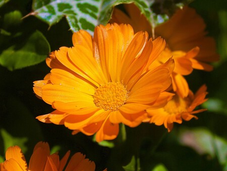 Calendula
