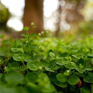 Dichondra: la planta ideal para un jardín sin pasto, fácil de cuidar y que casi no necesita podas 