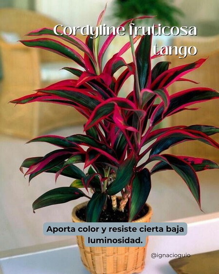 Plantas De Interior Para Esquinas Cuando Ponemos Plantas En Una Esquina Conseguimos Suavizar L 3