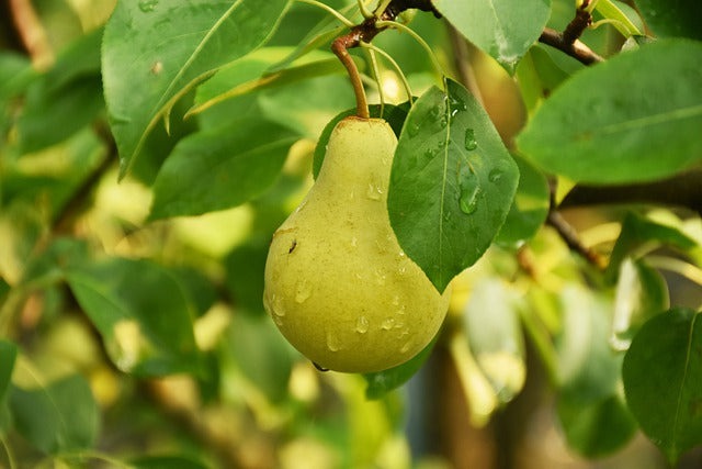 Pera Peral Frutales