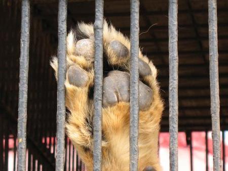 No a los circos que utilizan animales