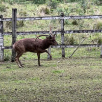 Este animal não existe no Brasil, mas por algum motivo foi encontrado no Rio de Janeiro e teve de ser resgatado 