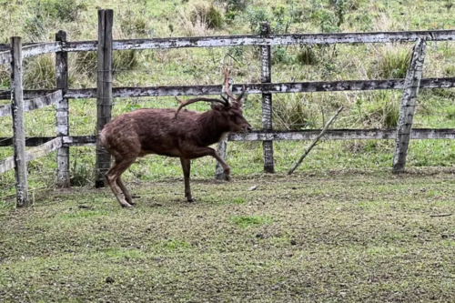 Cervo | Fonte: Guarda Ambiental de Saquarema
