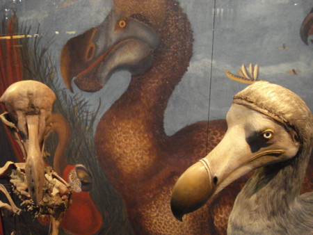 Los dodos no eran tan tontos como se creía