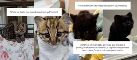 montagem de gatos selvagens. créditos: Reprodução
