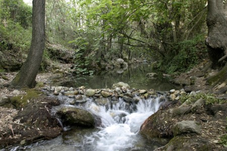 El Bosque