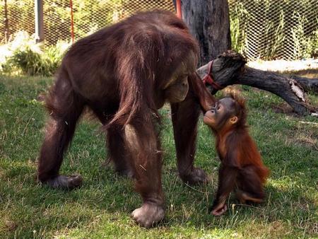 Zoo Aquarium de Madrid ofrecerá charlas informativas del 10 al 16 de noviembre y un curso monográfico sobre primates